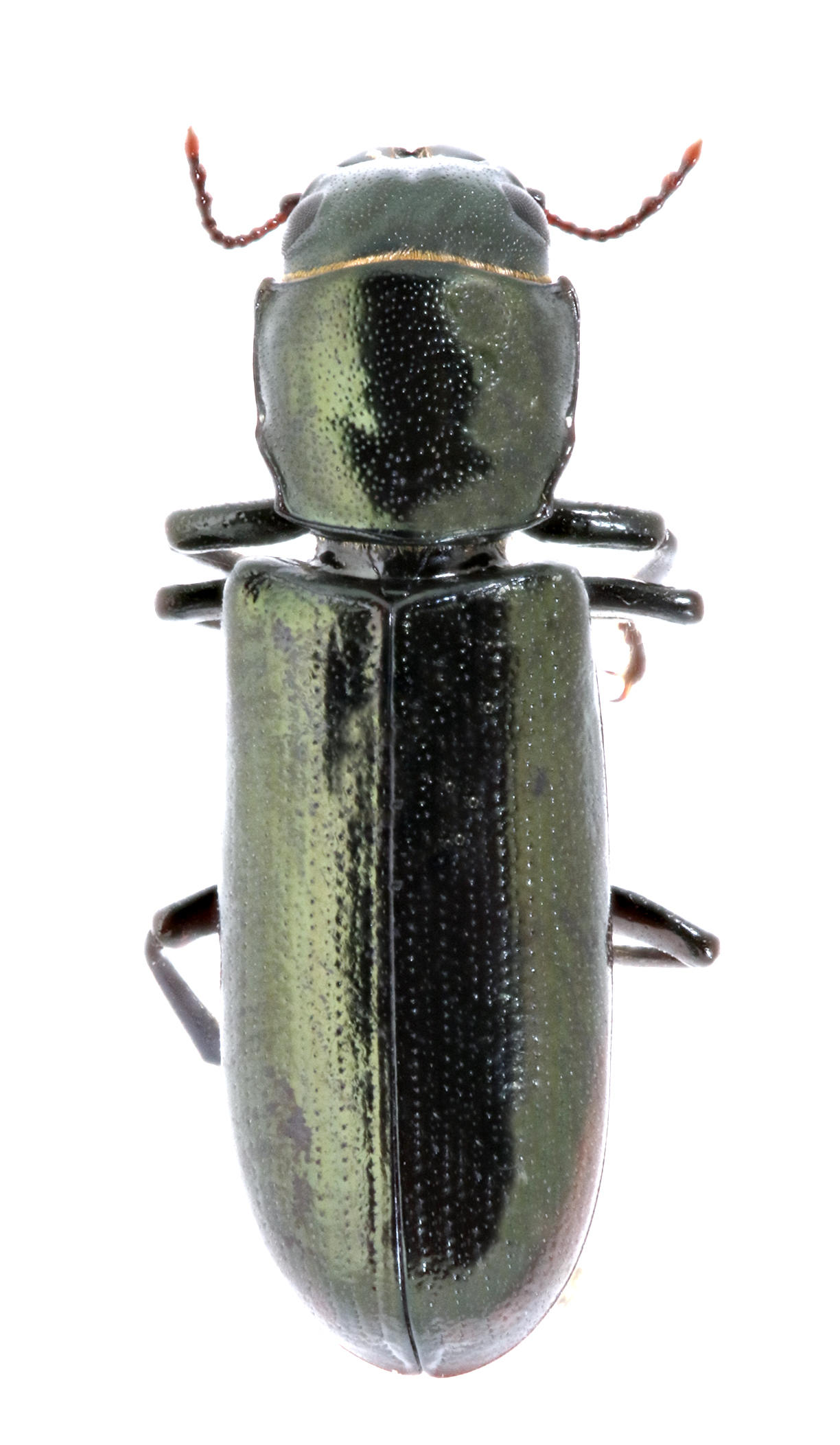 Trogossita galapagoensis Santa Cruz Island. Specimen housed in the ICCDRS collection (ICCDRS 5916). Photo: María Sol Herrera, CDF, 2024.